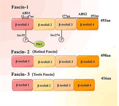 The role of fascin-1 in the pathogenesis, diagnosis and management of respiratory related cancers